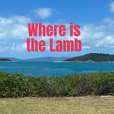 Where is the lamb