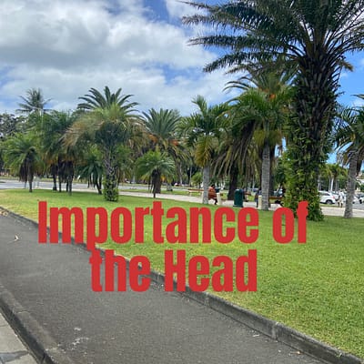 Importance of the head